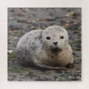 Search for seal puzzles Pup