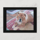 Search for chow chows postcards Animals