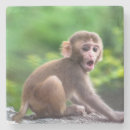 Search for baby monkey coasters Cute