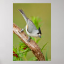 Search for larry ditto posters Bird