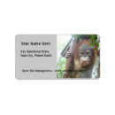 Search for orangutan return address labels Animal