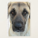Search for anatolian shepherd Kangal