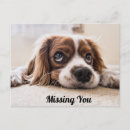 Search for sad miss you puppy postcards Dog
