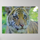 Search for tiger cub posters Animal