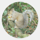 Search for gray squirrel stickers Rodents