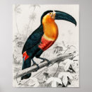Search for rain forest art Toucan