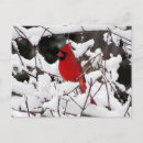 Search for snow birds postcards Wildlife