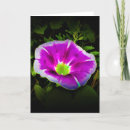 Search for morning glory cards Nature