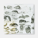 Search for zoology magnets English