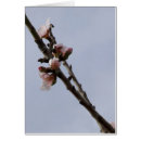 Search for almond tree cards Floral