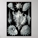 Search for vintage sea shells posters Retro