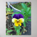 Search for pansy paintings posters Flowers