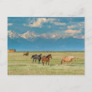 Search for howie postcards Wildlife