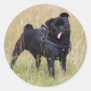 Search for black camera stickers Pug