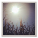 Search for corn art Nature