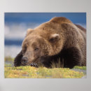 Search for brown bear posters Portrait
