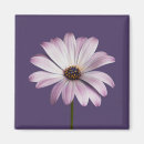 Search for white daisy magnets Plant