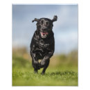 Search for christmas labrador retriever art Dog