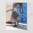 Search for homing postcards Pigeon