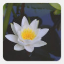 Search for white lotus stickers Flower