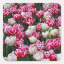 Search for white tulips stickers Floral
