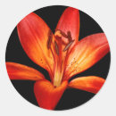 Search for red lily stickers Garden