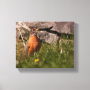 Search for robin wood posters Animal
