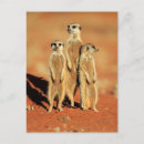 Search for mongoose postcards Nature