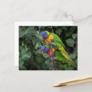 Search for lorikeet postcards Parrots