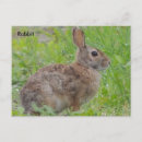 Search for rabbit postcards Bird