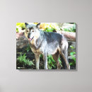 Search for grey wolf canvas prints Wolves