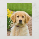 Search for retriever dog postcards Golden