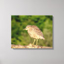 Search for crowned night heron art Bird