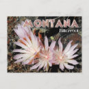 Search for bitterroot Flower