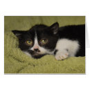 Search for shy Pet