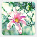 Search for magnolia stickers Pink