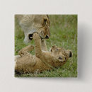 Search for lion predator accessories Africa
