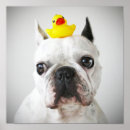 Search for portrait studio Baby animals