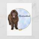 Search for newfoundland postcards Dog