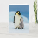 Search for young chick cards Emperor penguin