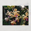 Search for wild orchid postcards Photography