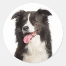 Search for cute border collie stickers Puppy