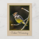 Search for wild bird postcards Photograph
