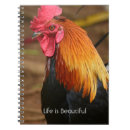 Search for rooster photography Hawaii