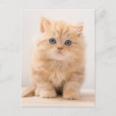 Search for longhair postcards Kitten