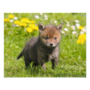 Search for cute red fox posters Funny