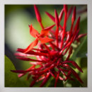 Search for bali posters Flower