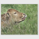 Search for cows wrapping paper Calf