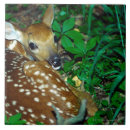 Search for spots photography Animal