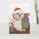 Search for westie mothers day cards Dog